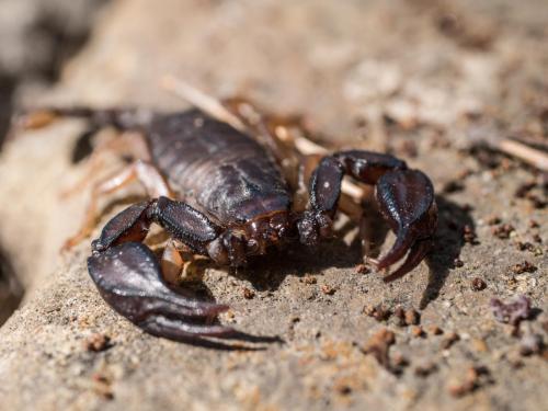 Euscorpius sp.